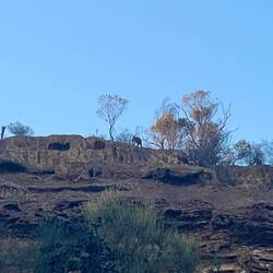 Känguruhs am Bergkamm