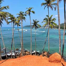 Coconut Tree Hill 🌴🥥