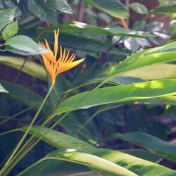 Strelizien in vielen Farben - hier eine Heliconia