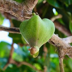 Frucht des Barringtonia-Baums