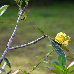 Frangipani in gelb - auch Tempelblume genannt