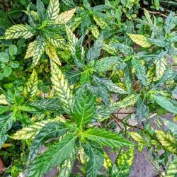 diese Pflanze hat nicht nur verdächtig ähnlich ausgesehen sondern auch so gerochen. hmm