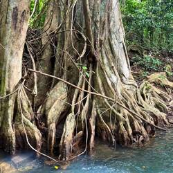 eindrucksvolle Wurzeln - oft wie Kunstwerke