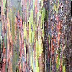 Rainbow eucalyptus