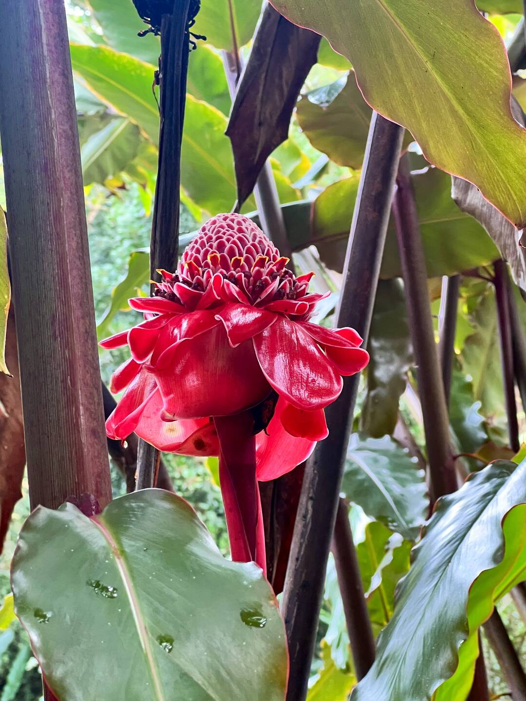 Torch Ginger