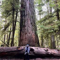 Über 40 mal so alt und hoch wie ich. Mehr als 800 Jahre und 76 Meter stehen da hinter mir 🌲