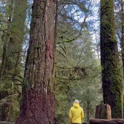 Spaziergang in "Cathedral Grove". Durch den Wald mit vielen alten Bäumen