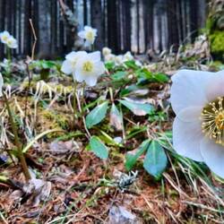 ...das Frühjahr kommt jetzt auch in die österreichischen Berge