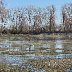 Direkt daneben warten die Reiher auf Beute.