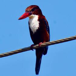 Braunliest (White-throated Kingfisher