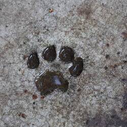 Jaguar-Betonabdruck bei unserer Unterkunft