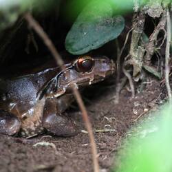 Bullfrog - so groß wie eine Faust