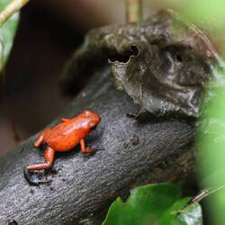 Blue-jeans -frog... der hier hat gerade eher die "Hose" auf Kniehöhe😄