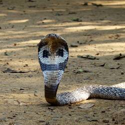 Sehr giftige Sri Lanka Kobra!! ‼️😵