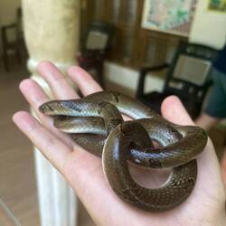 Sehr ruhige Schlange - sie lag zwischenzeitlich auf meinem Schoß