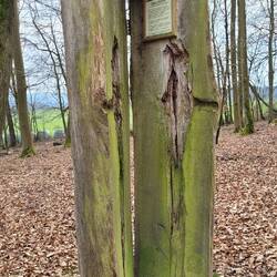 Eiche mit Spechthöhle