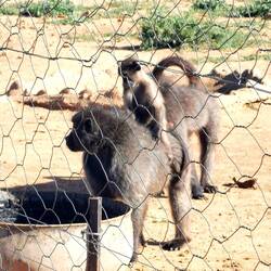 Weiteres Baboon-Gehege...