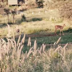 20 Impalas + 1 Springbock