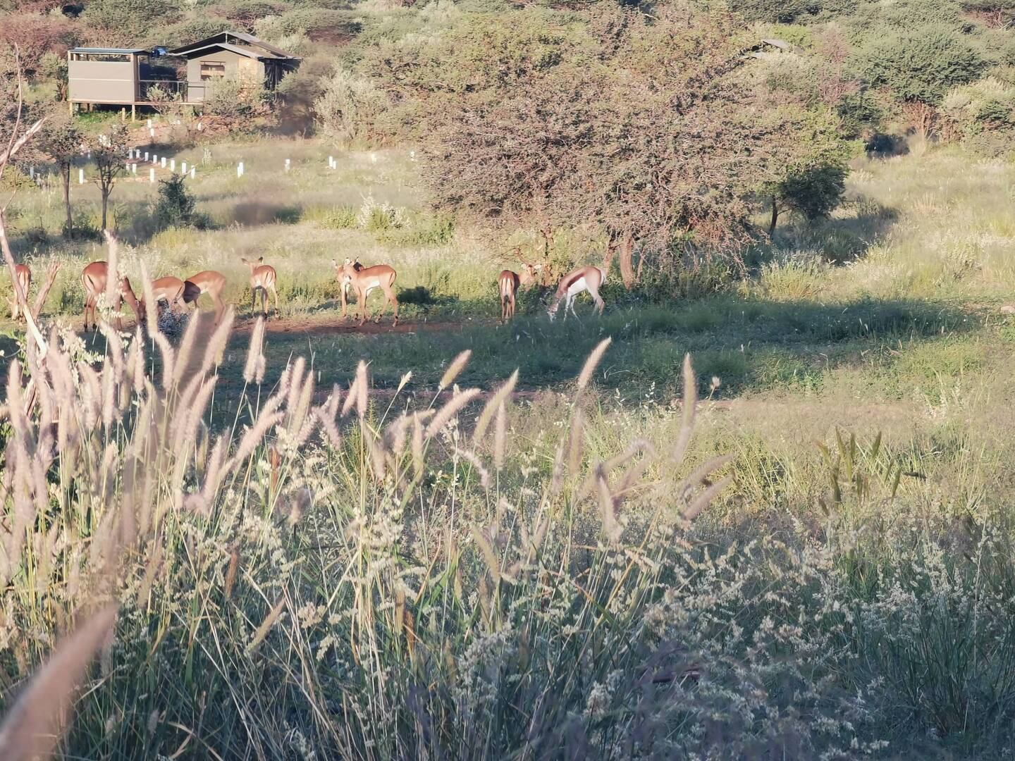 Bushcamp mit Impalas