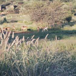 Bushcamp mit Impalas