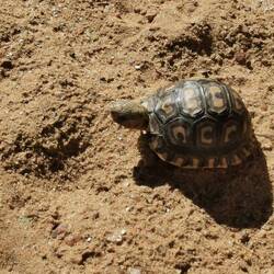 Mini-Schildkröte