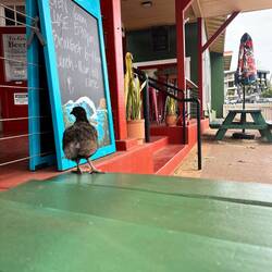 Older chick hoping to get a snack.