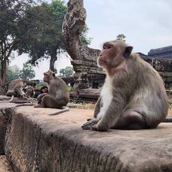 So many monkeys at Angkor Wat