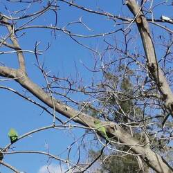 Und auch hier gibt es meine Halsbandsittiche überall und sie werden sogar gefüttert...