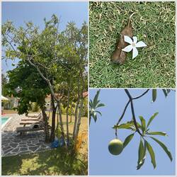 Selbstmordbaum - Blühten wie Jasmin, Früchte wie Guaven aber giftig, Todesursache nicht erkennbar