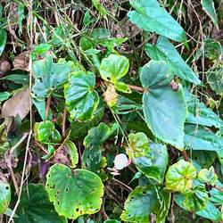 Wild begonias. Tiny pink flowers
