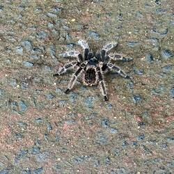 Tarantula on our walk. The size of my hand.