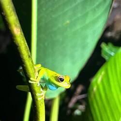 ... überall! 😅🐸🐸🐸