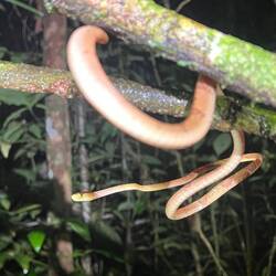 Eine als Viper getarnte harmlose natter