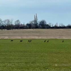Rehe...