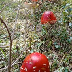 so many mushrooms...beautiful contrast