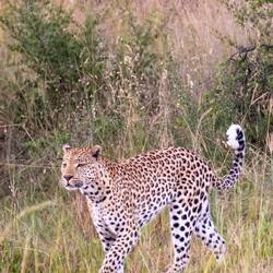 🐆