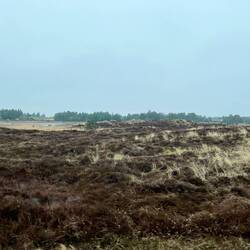 Die noch etwas trostlose Heide