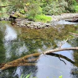 Mangawhero River brilliantly clear