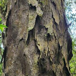 Great texture to the bark