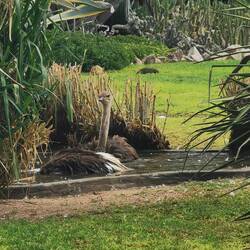 Badende Strauße 😎