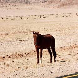 Wildpferde am Straßenrand