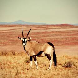 Oryx Antilope