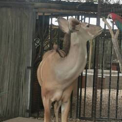 Das steht ein Kudu auf dem Flur 😃
