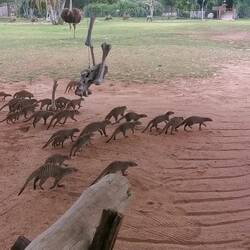 Mangusten füttern mit Strauß