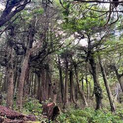 Interessante Bäume bei der Küstenwanderung
