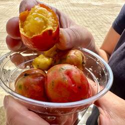 Trying a new fruit - Jocote