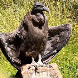 3 Jahre altes Condor-Weibchen