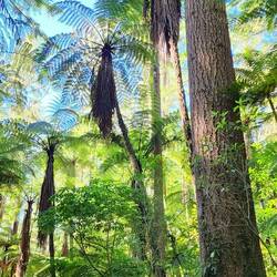 Even the fern tree dwarfs him 👍