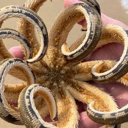 Seesterne (Asteroidea)