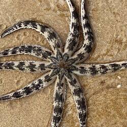Überall am Strand zu finden - Seesterne (Asteroidea)